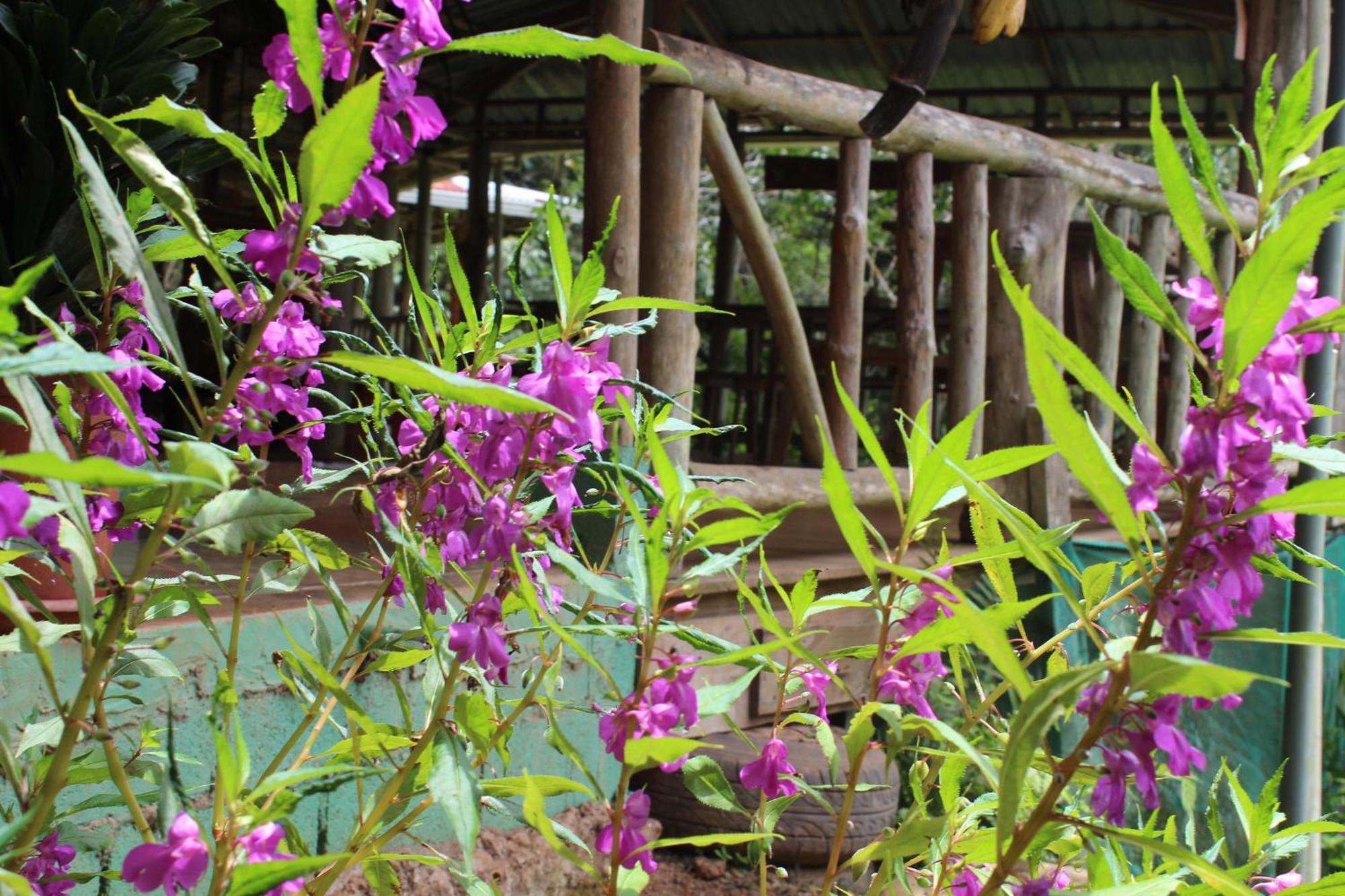 Montana Verde Rivas ภายนอก รูปภาพ
